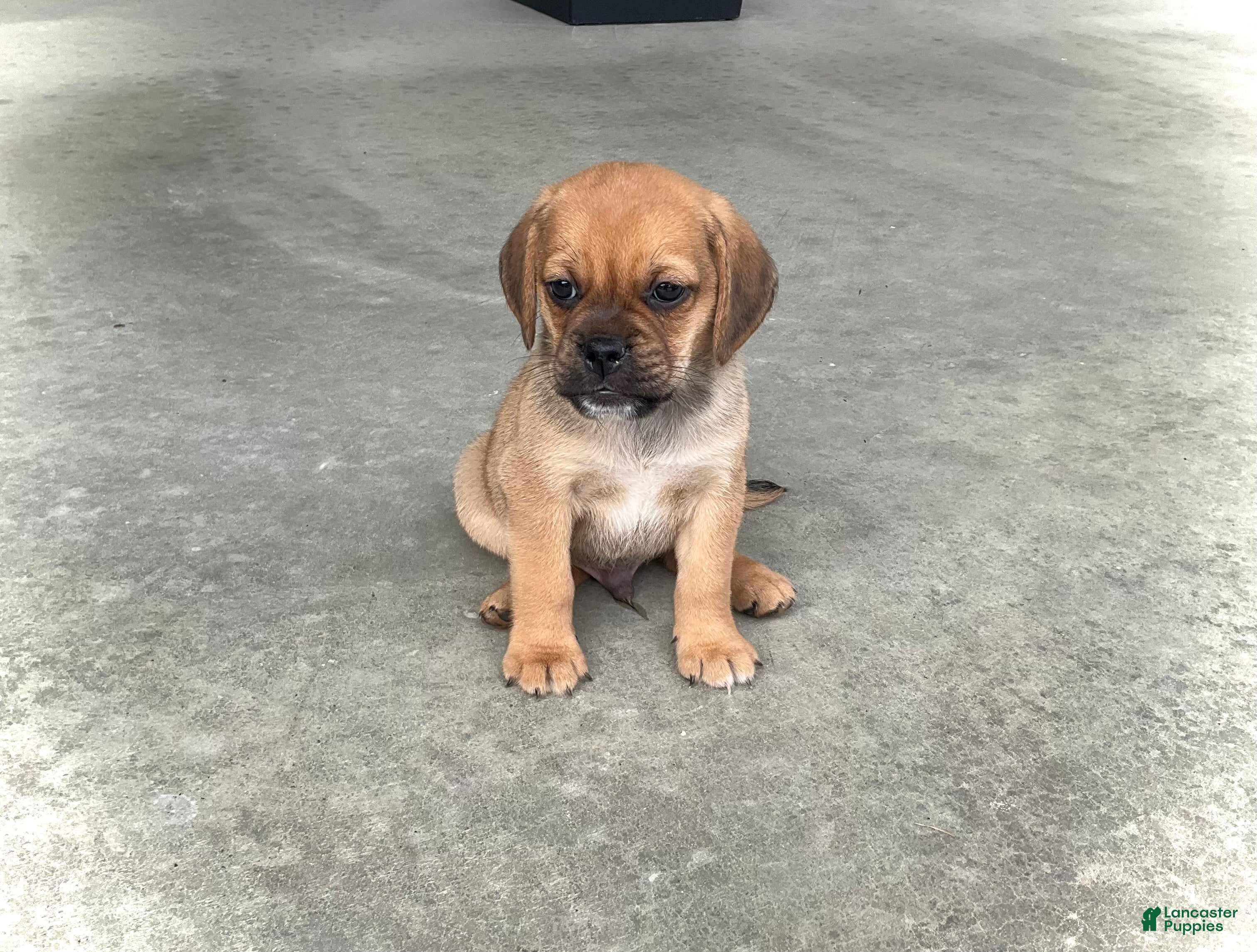 Puggle dogs Henry - Ad 40