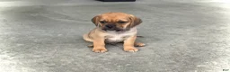 Puggle dogs for sale: Henry - Ad 1