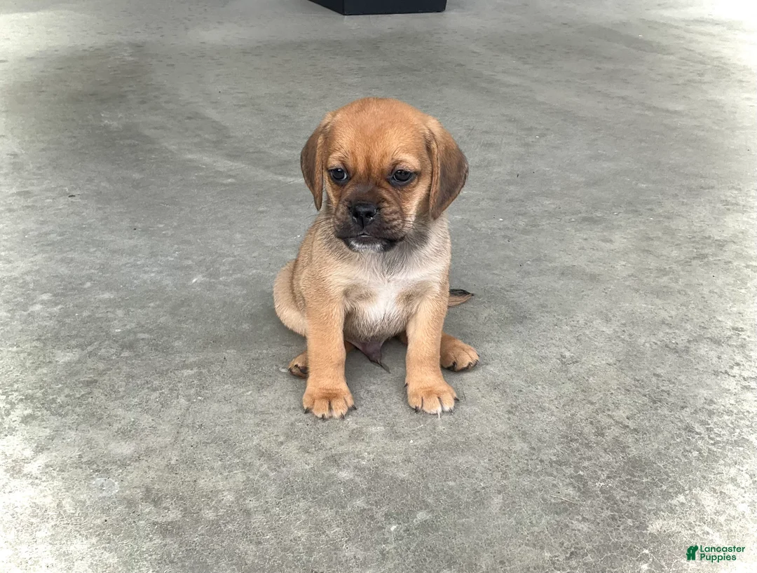 Puggle dogs for sale: Henry - Ad 1