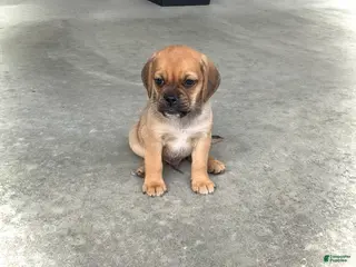 Puggle dogs Henry - Ad 40