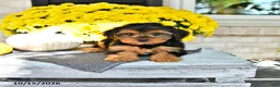 Yorkshire Terrier dogs for sale: Rover - Ad 3