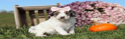 Mini Bernedoodle dogs for sale: Chloe - Ad 1