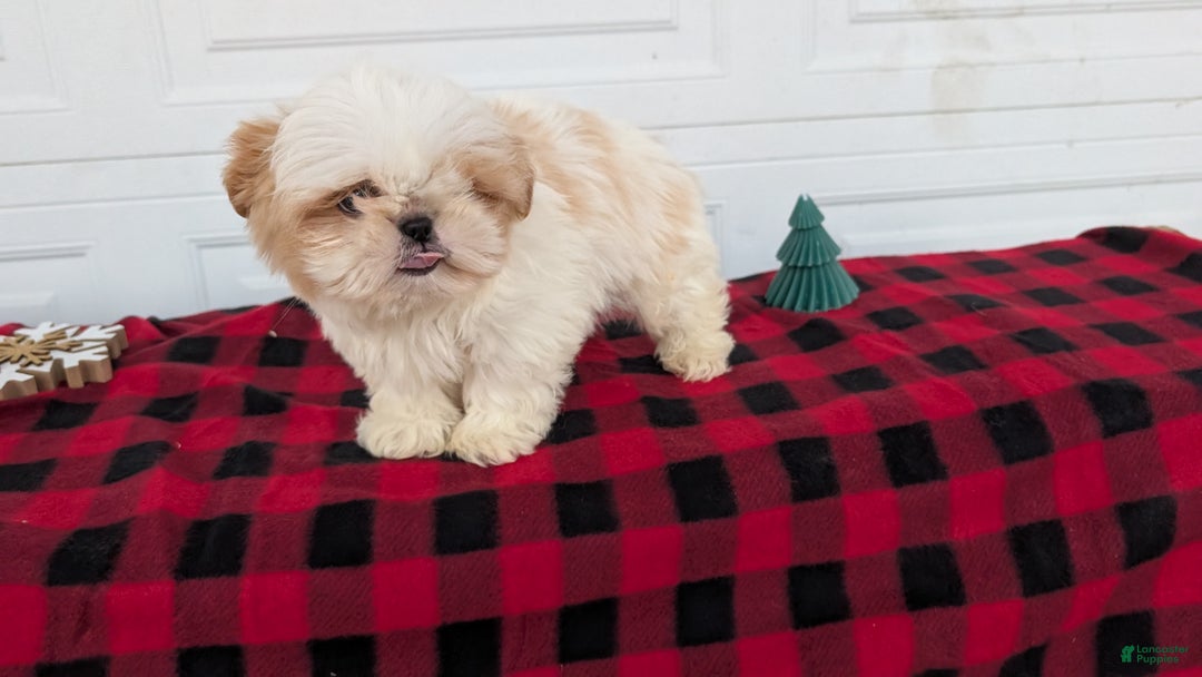 Shih Tzu dogs for sale: Milo - Ad 4