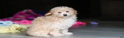 Havapoo dogs for sale: Brodie - Ad 8