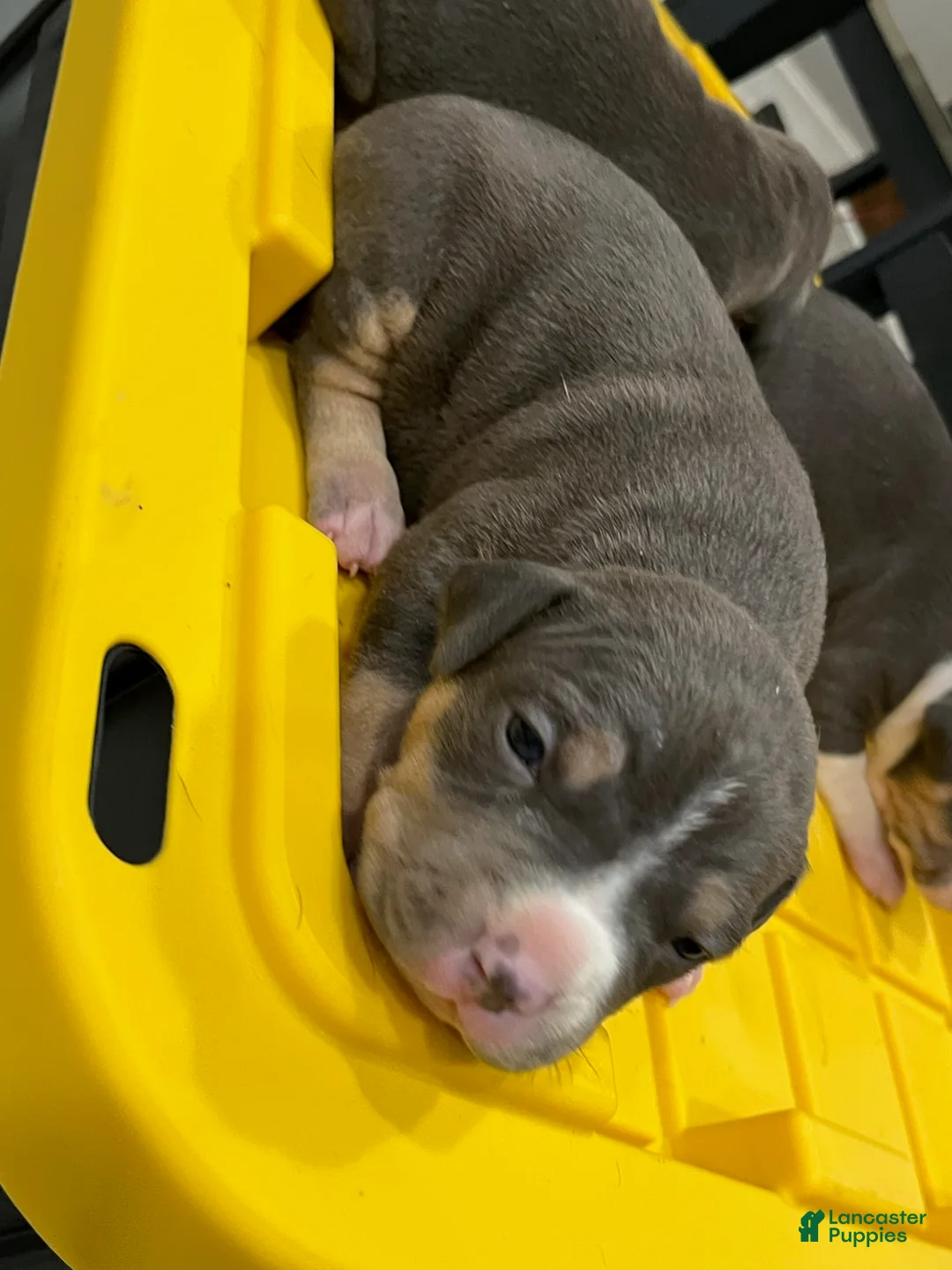 American Bully dogs for sale: Boy 2 - Ad 3