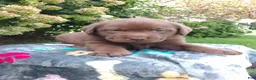 Labrador Retriever dogs for sale: Nico - Ad 4