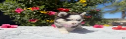 Pomsky dogs for sale: Percy - Ad 8