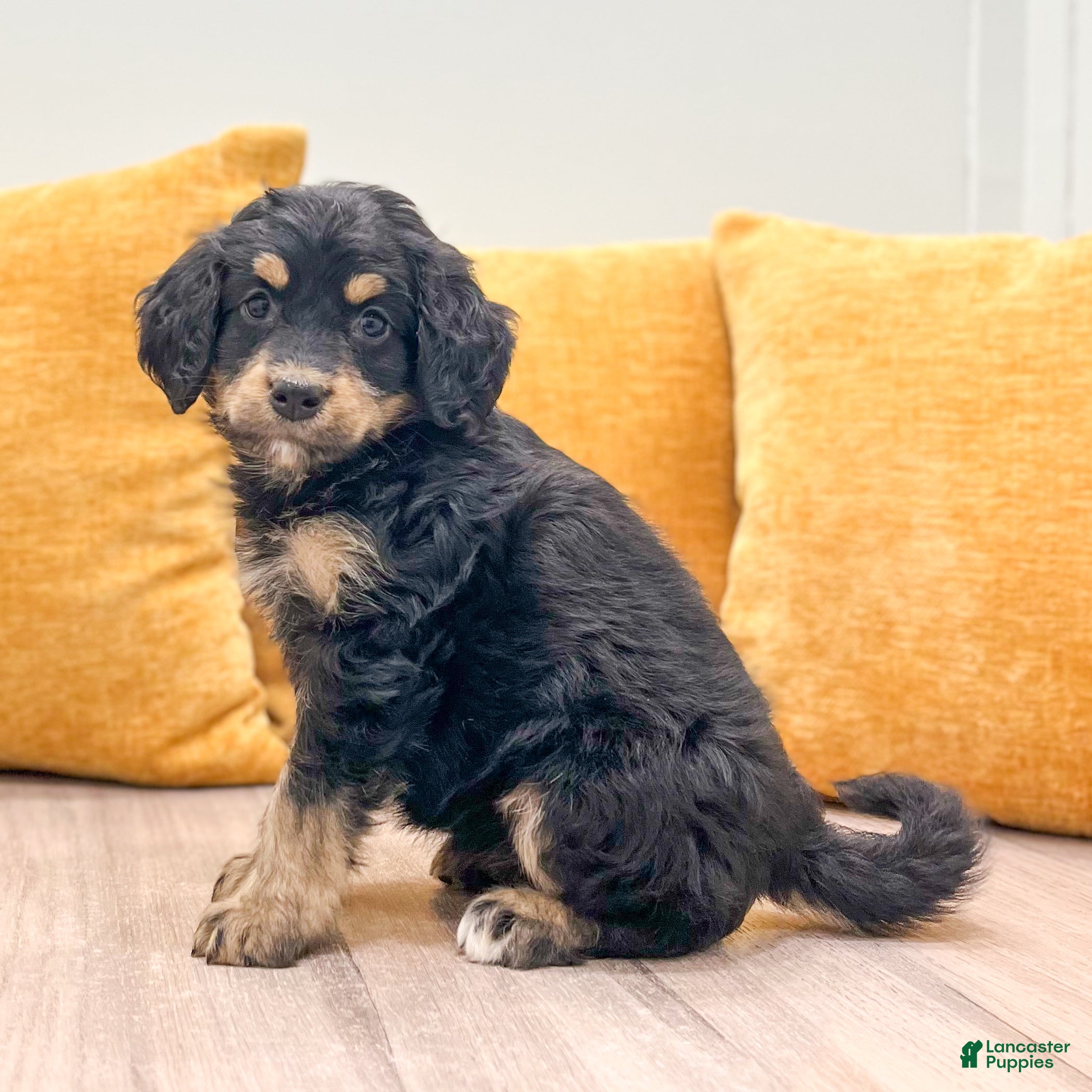 Mini Bernedoodle dogs Honey - New Video - Ad 1