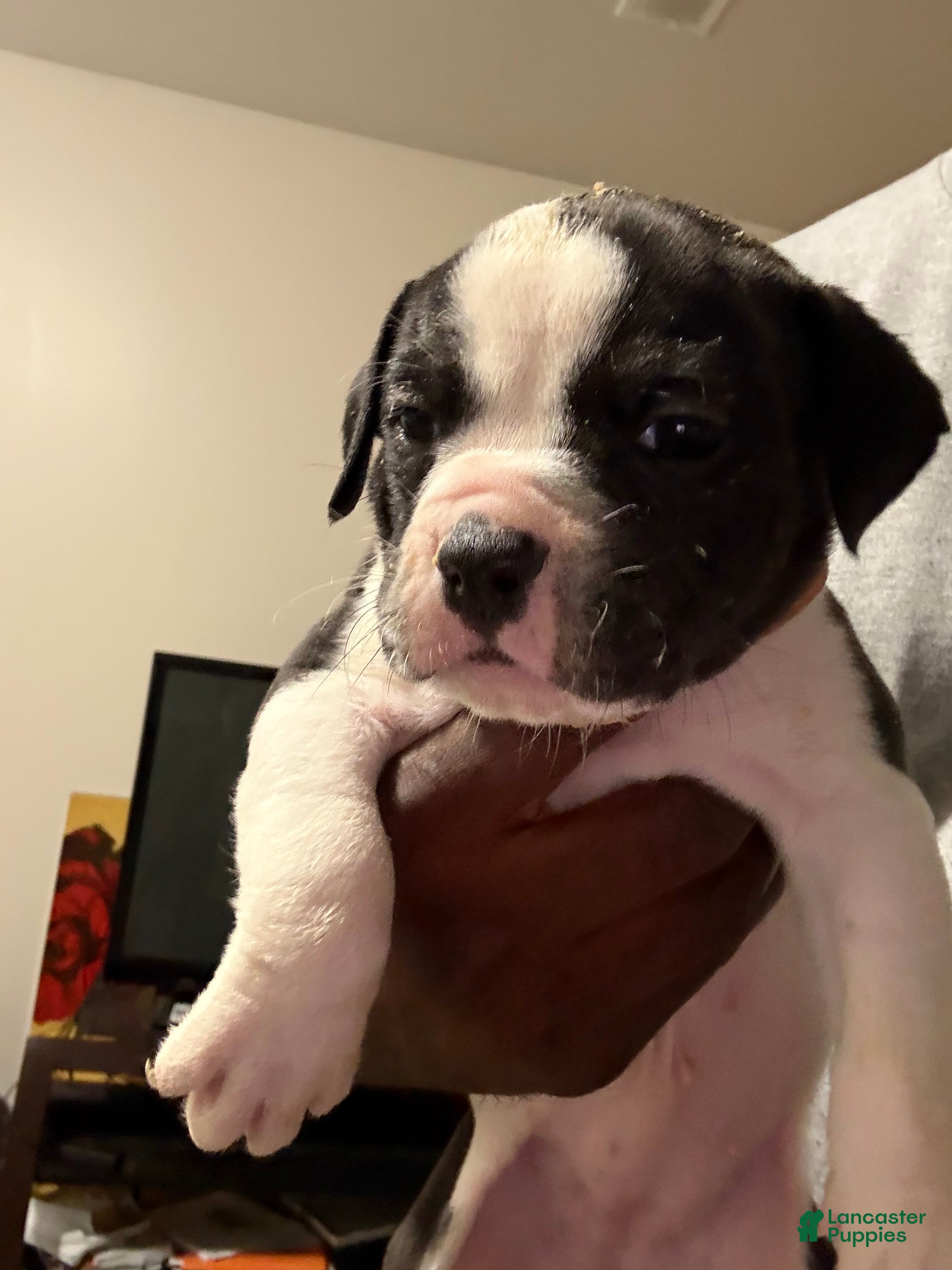 Olde English Bulldogge dogs for sale: Olde English Bulldogge 2 - Ad 2