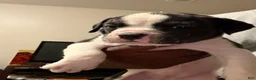 Olde English Bulldogge dogs for sale: Olde English Bulldogge 2 - Ad 1
