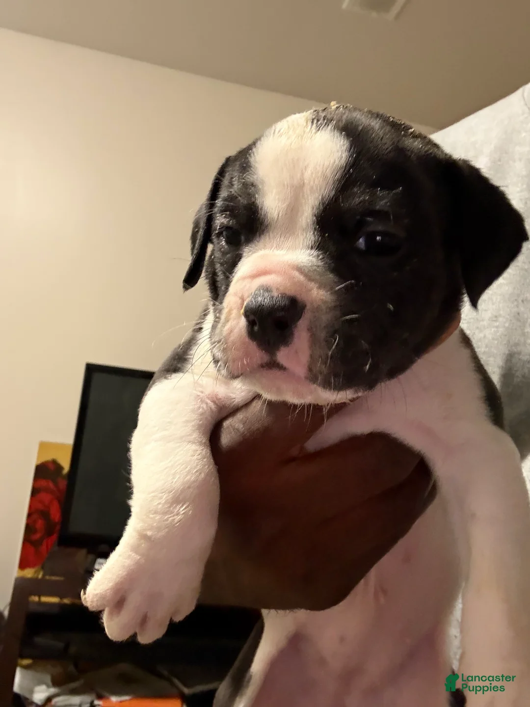 Olde English Bulldogge dogs for sale: Olde English Bulldogge 2 - Ad 1