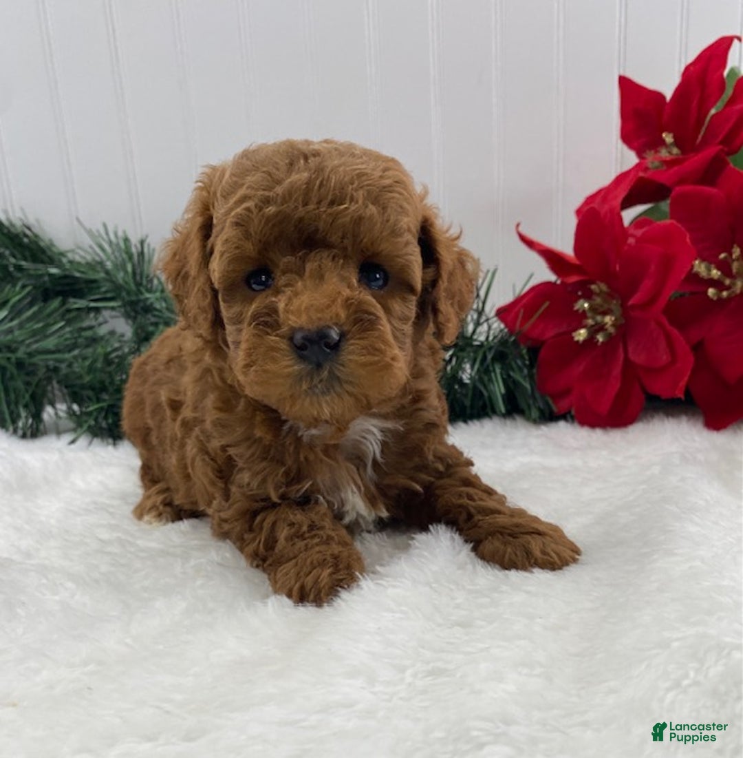 Toy Poodle dogs for sale: Jingle - Ad 1