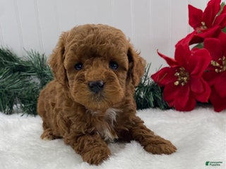 Toy Poodle dogs Jingle - Ad 34