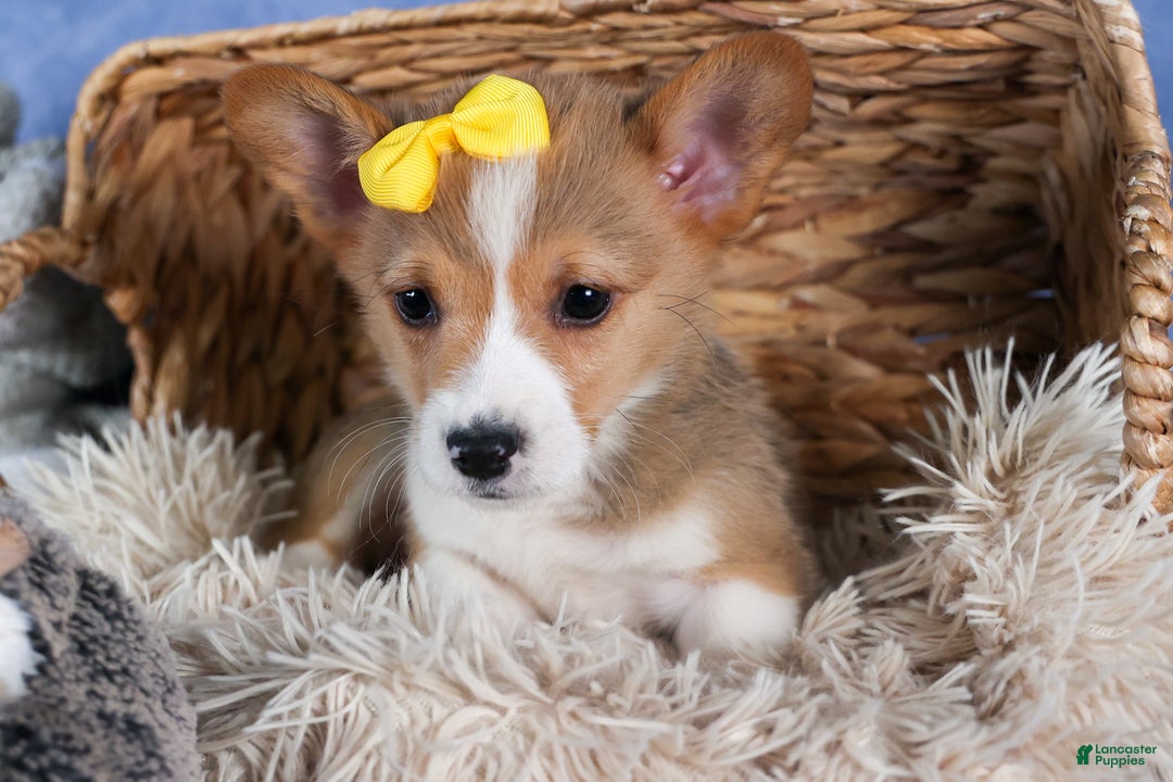 Welsh Corgi Pembroke dogs for sale: Monty - Ad 24