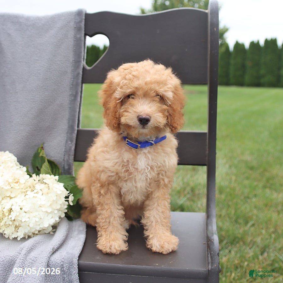 Cavapoo dogs Teddy - Ad 2