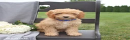 Cavapoo dogs for sale: Teddy - Ad 2