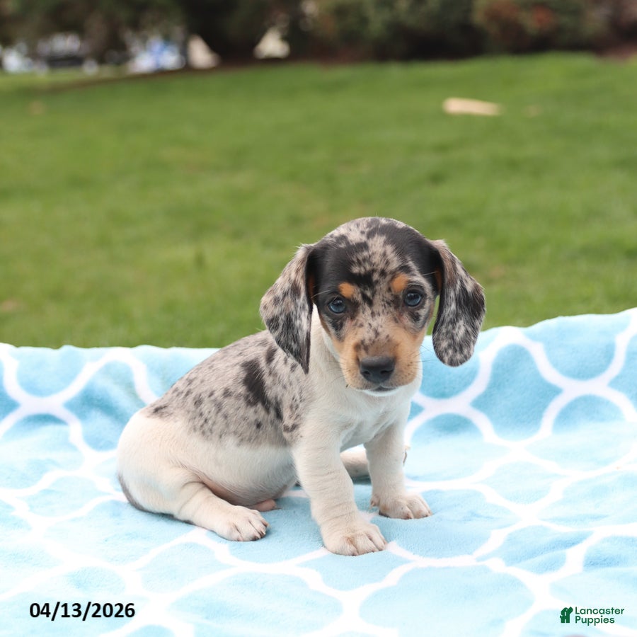 Miniature Dachshund dogs Lucas - Ad 1