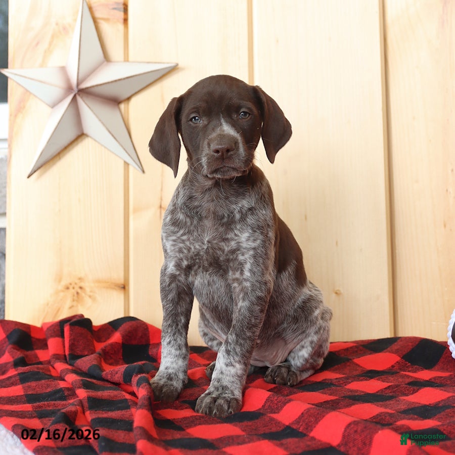 German Shorthaired Pointer dogs Dixie - Ad 1