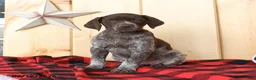 German Shorthaired Pointer dogs for sale: Dixie - Ad 1