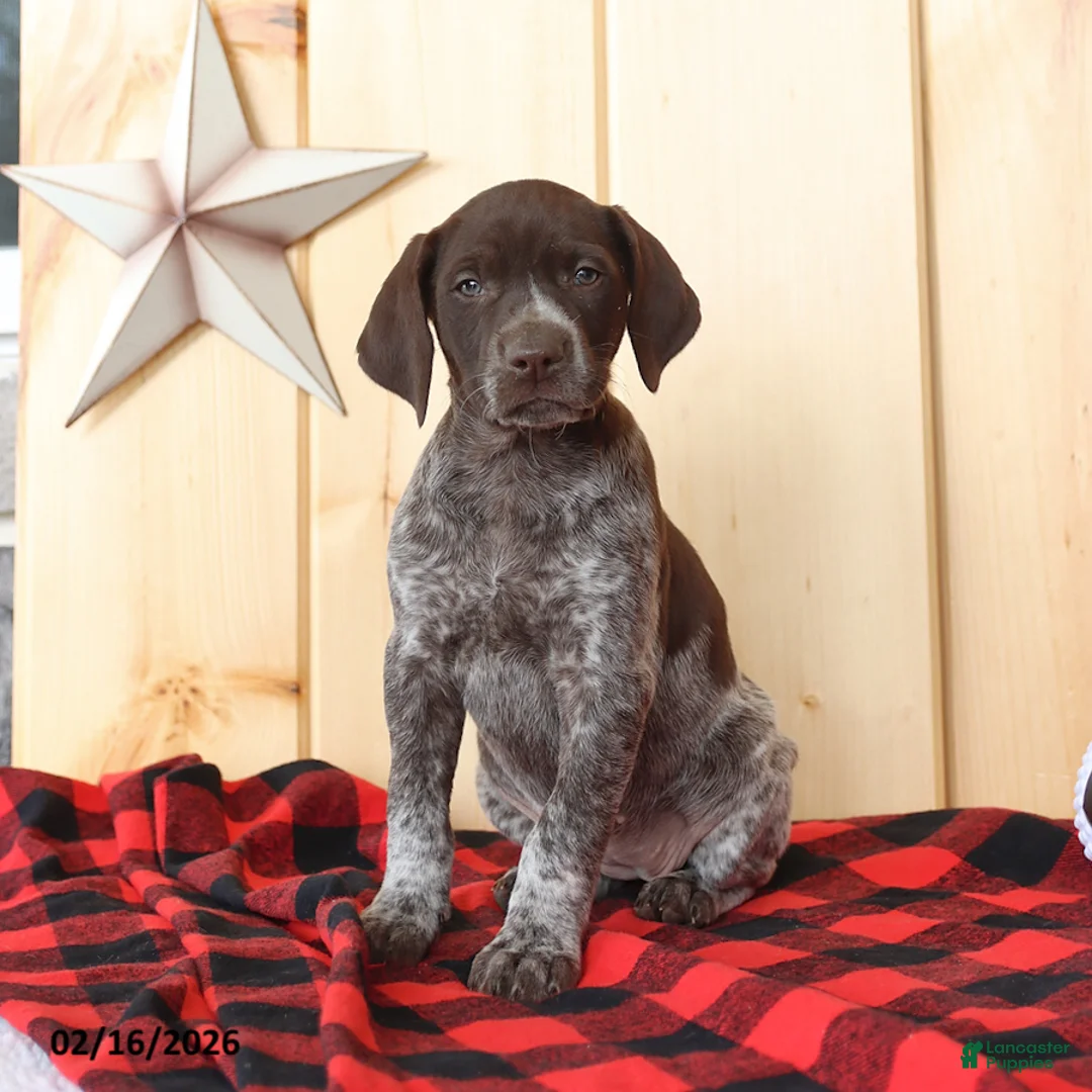 German Shorthaired Pointer dogs for sale: Dixie - Ad 1