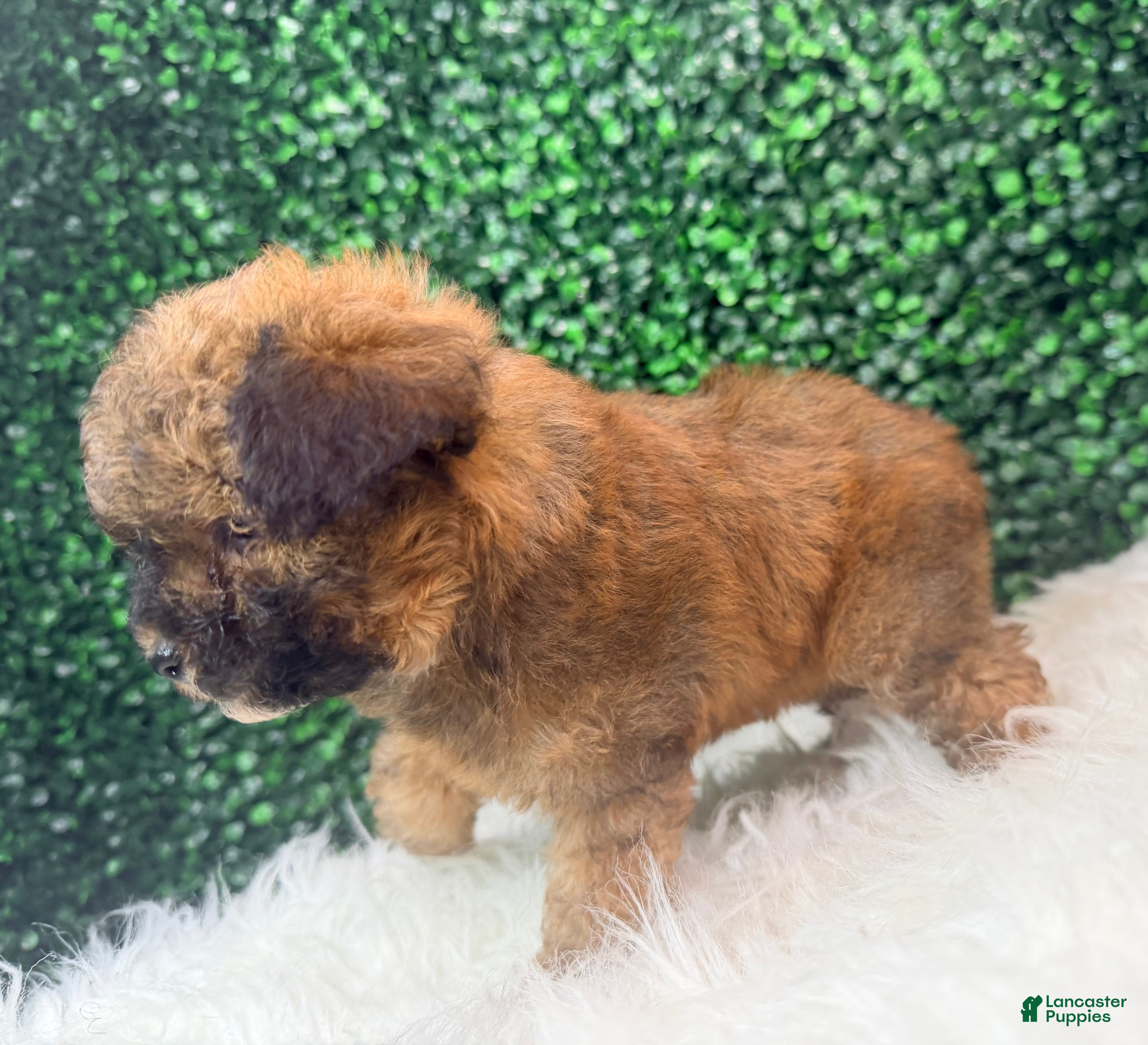 Toy Poodle dogs Scarlet - Ad 1