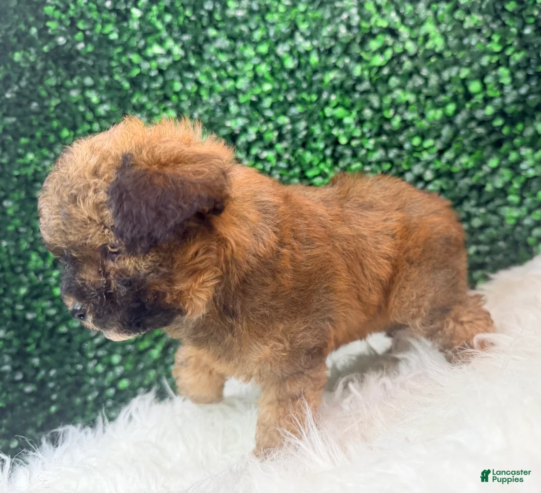 Toy Poodle dogs for sale: Scarlet - Ad 1