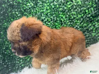 Toy Poodle dogs for sale: Scarlet - Ad 1