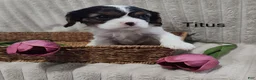 Cavalier King Charles Spaniel dogs for sale: Titus  - Ad 5