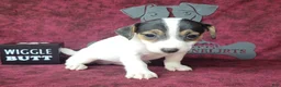 Jack Russell Terrier dogs for sale: RICOCHET Delivery available  - Ad 6
