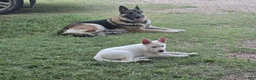 German Shepherd dogs for sale: German Shepherd 2 - Ad 4
