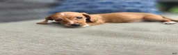 Miniature Dachshund dogs for sale: Blue Girl - Ad 7