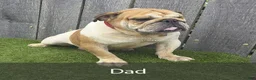 English Bulldog dogs for sale: Denver - Ad 9