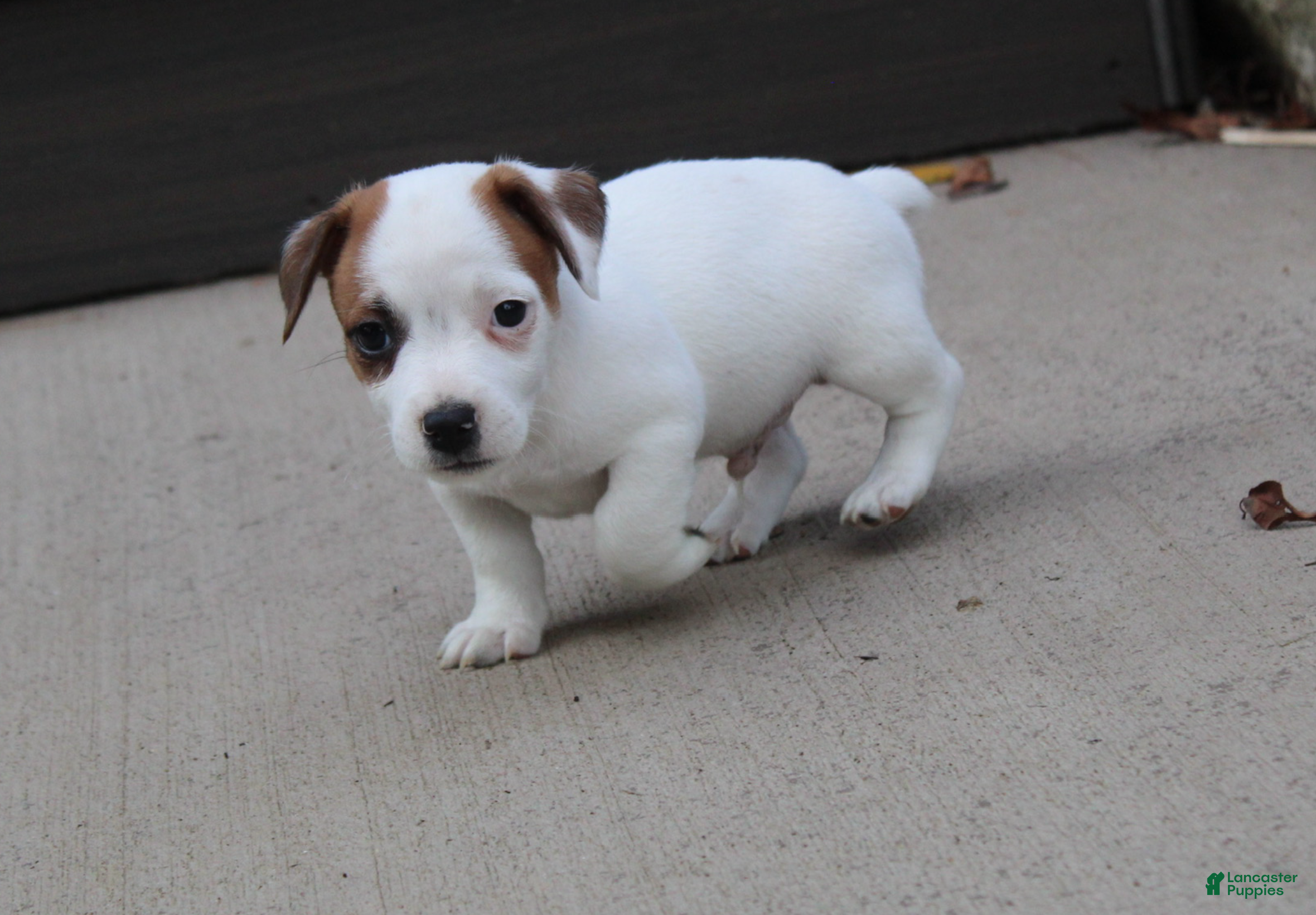 Jack Russell Terrier dogs Bandit - Ad 2