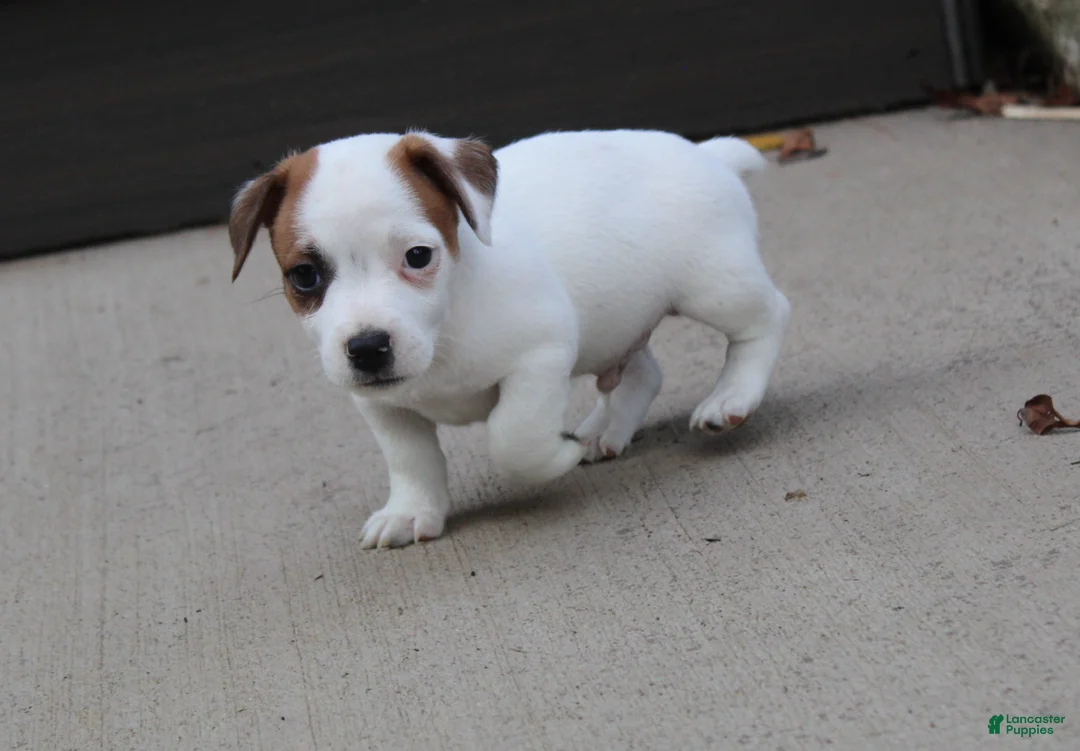 Jack Russell Terrier dogs for sale: Bandit - Ad 2