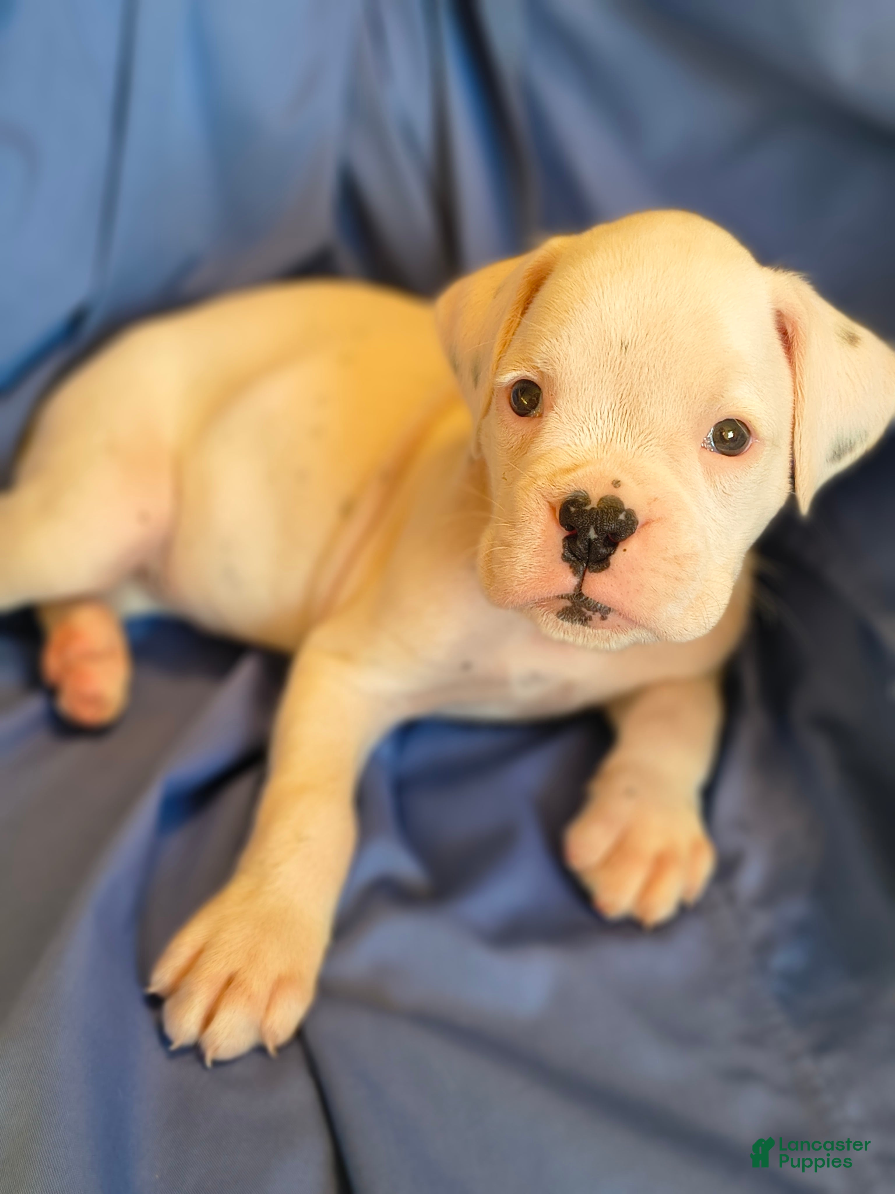 Boxer dogs Spearmint - Ad 1
