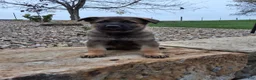 German Shepherd dogs for sale: Storm - Ad 2