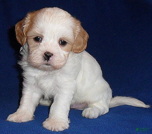 Shihpoo dogs for sale: Ripley - Ad 1
