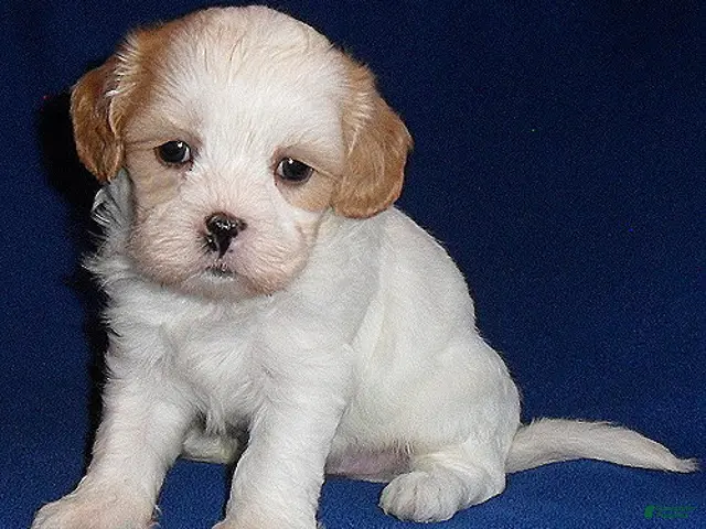Shihpoo dogs for sale: Ripley - Ad 1