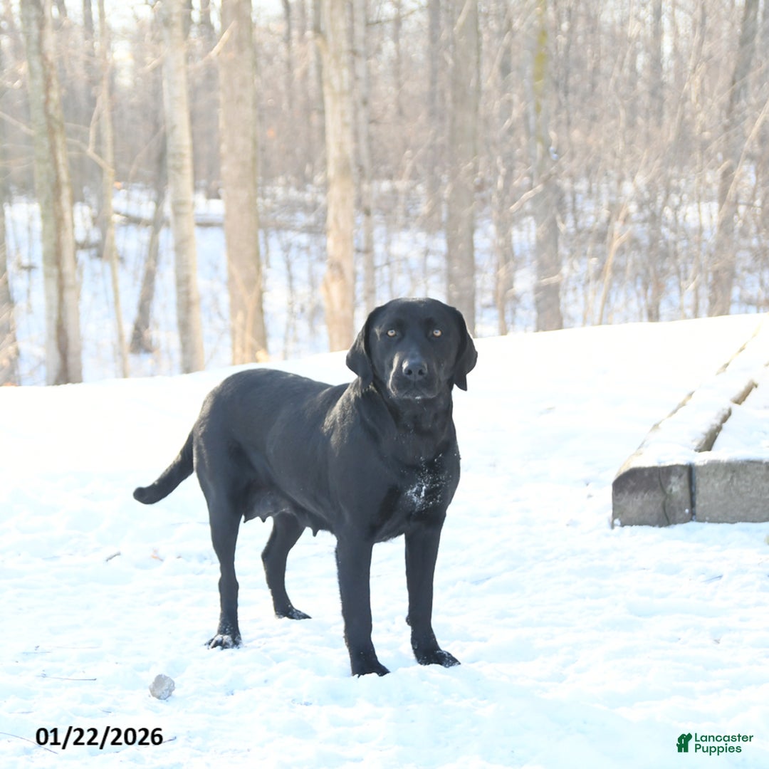 Labrador Retriever dogs for sale: Piper - Ad 6