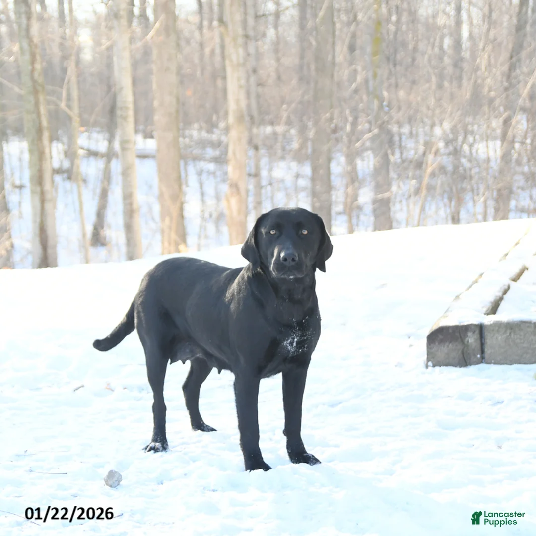 Labrador Retriever dogs for sale: Nova - Ad 16
