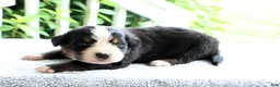 Bernese Mountain Dog dogs for sale: Kamila - Ad 1