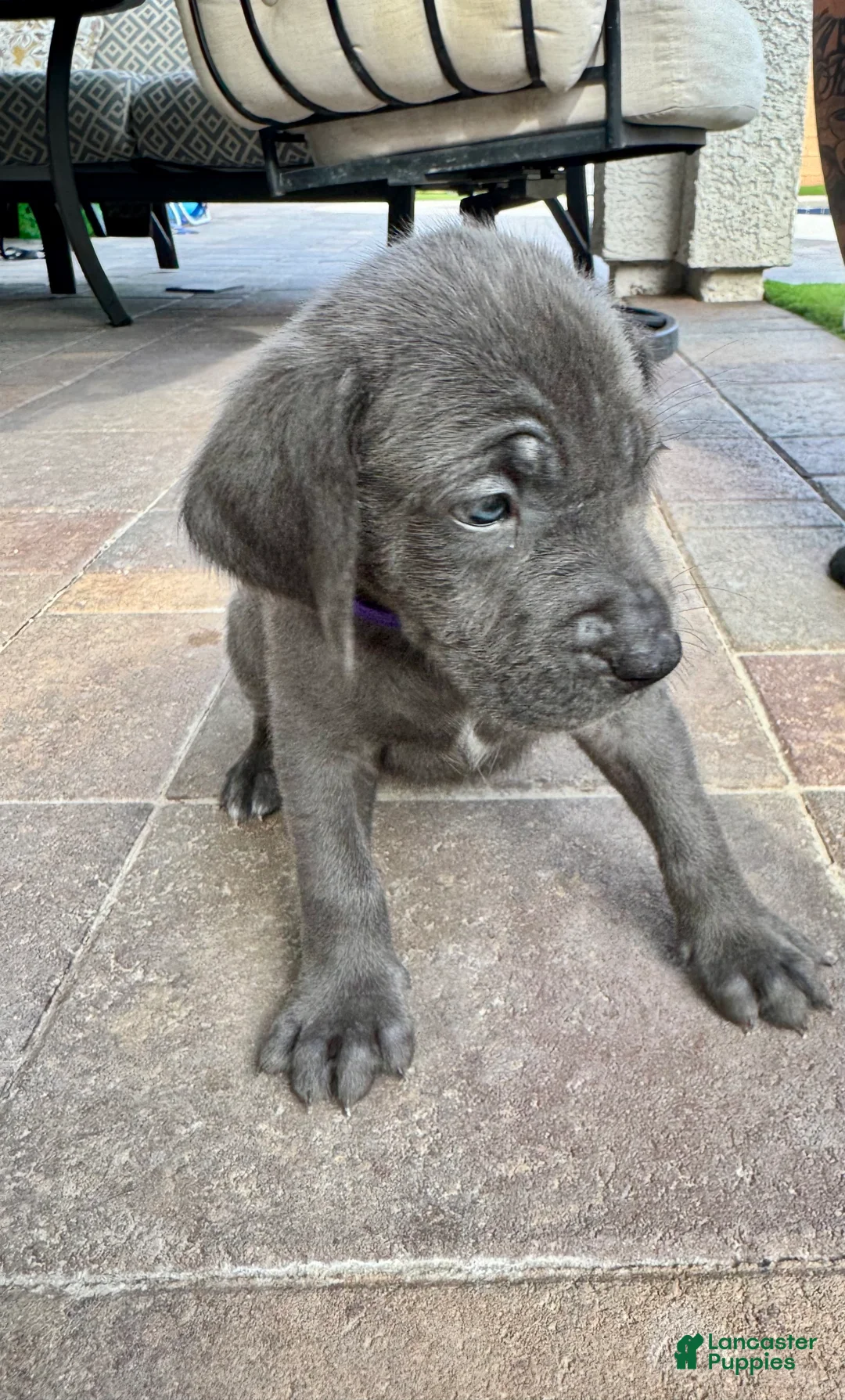 Mixed Breed dogs for sale: Mixed Breed Puppy 1 (purple)  - Ad 8