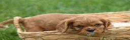 Cavalier King Charles Spaniel dogs for sale: Mocha 🐶✨ - Ad 6