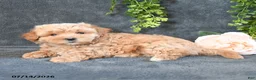 Maltipoo dogs for sale: Ivy - Ad 3