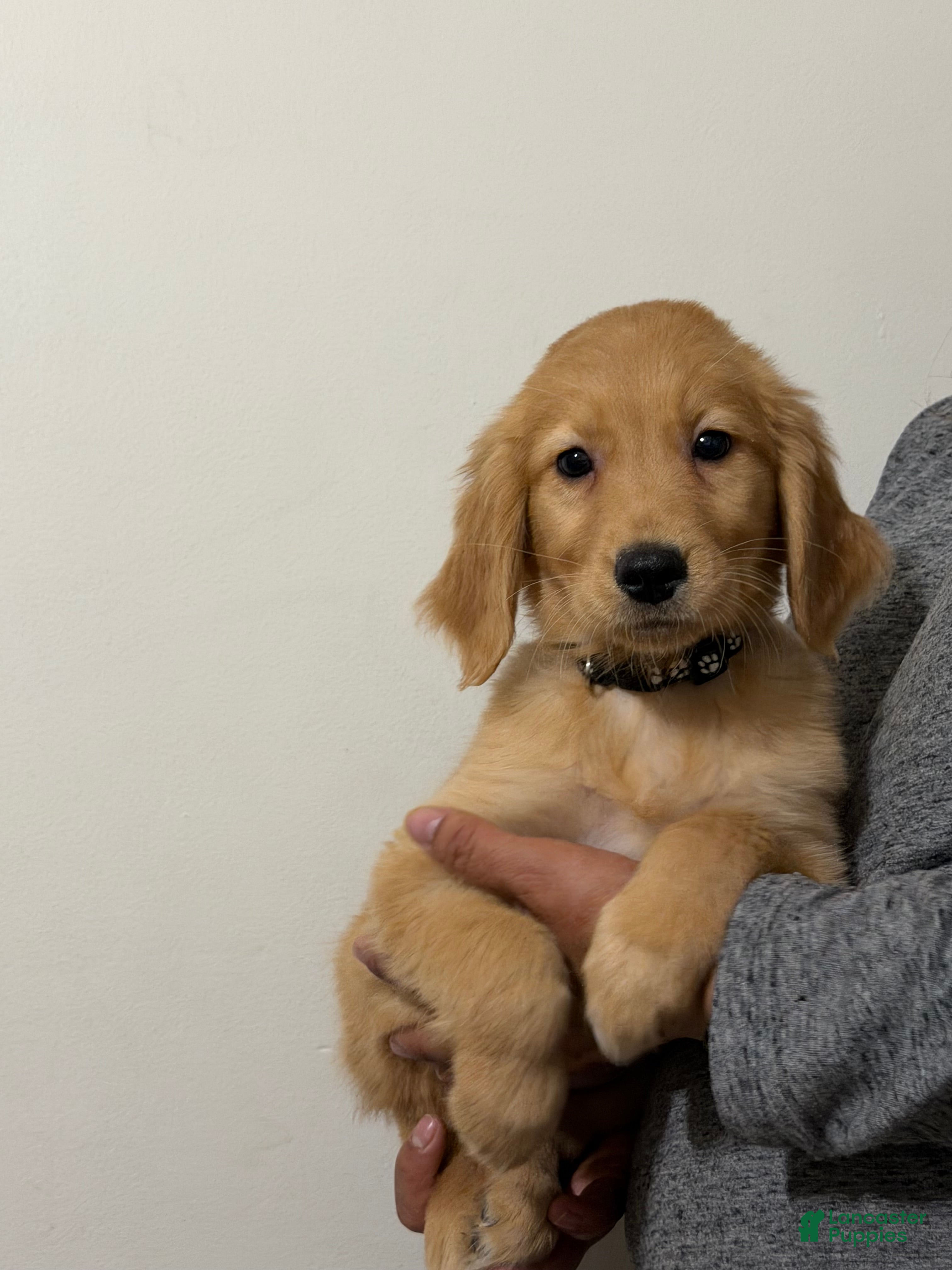 Golden Retriever dogs Charlotte  - Ad 2