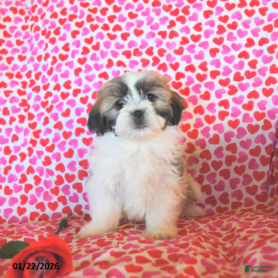 Teddy Bear dogs for sale: Rosebud  - Ad 4