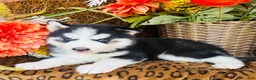 Siberian Husky dogs for sale: Hunter - Ad 5