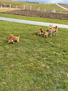 Mixed Breed dogs Shawn - Ad 2