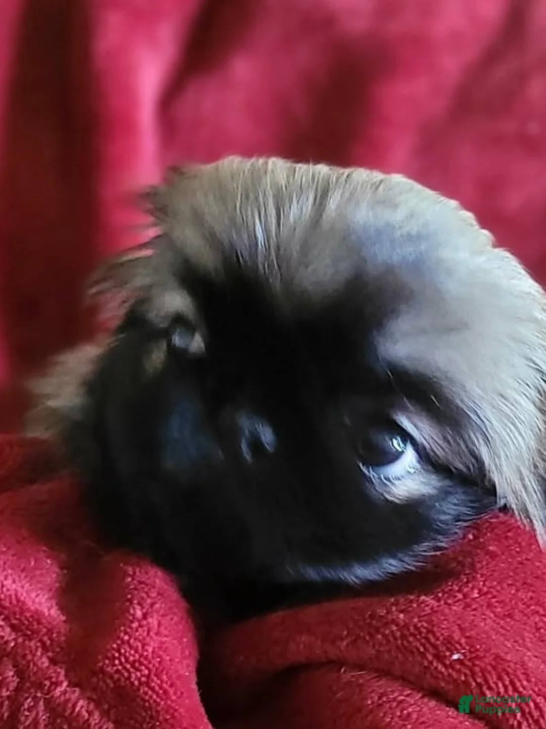 Pekingese dogs for sale: Pekingese 3 - Ad 2