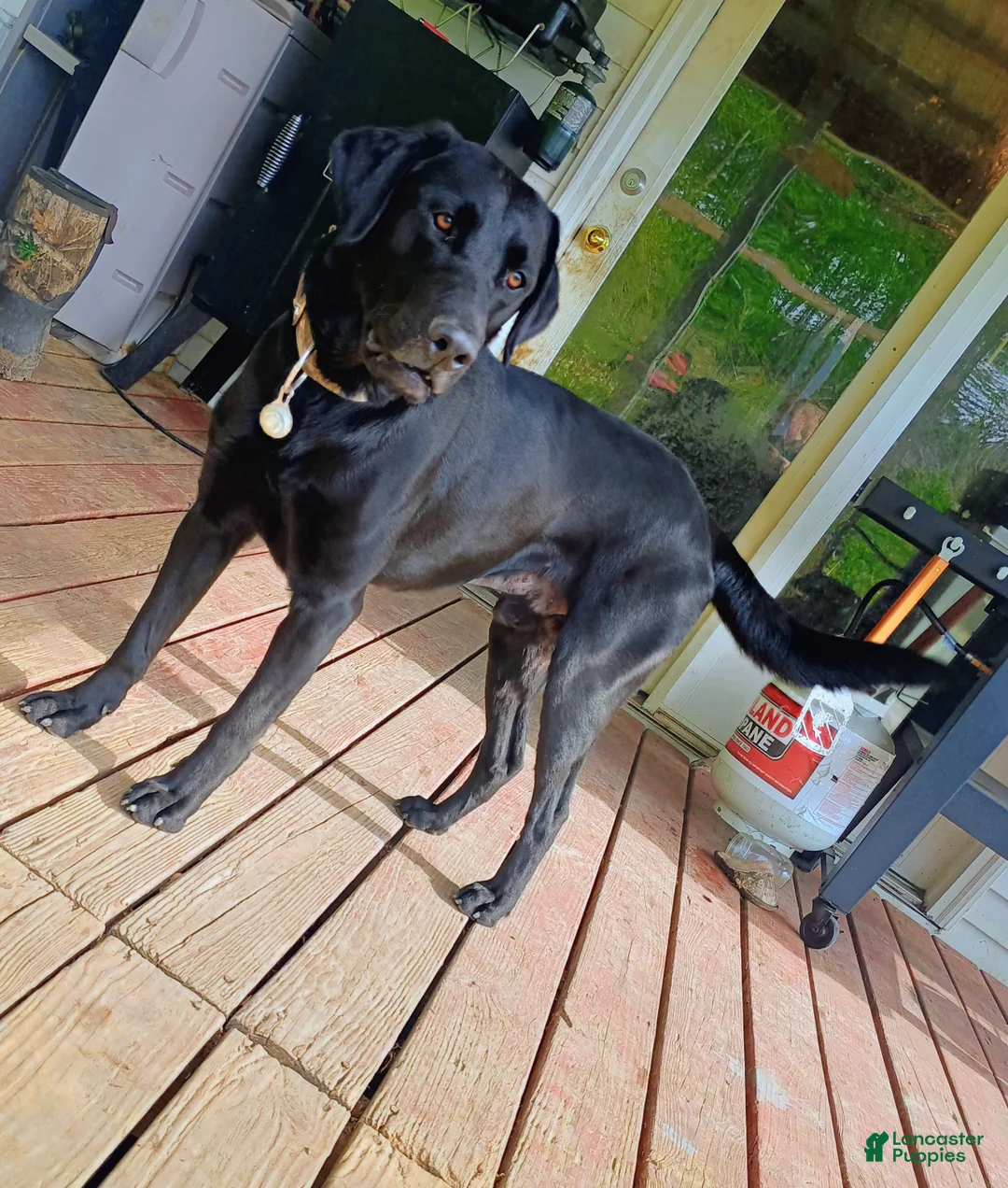Labrador Retriever dogs for sale: Labrador Retriever Puppy 1 - Ad 2